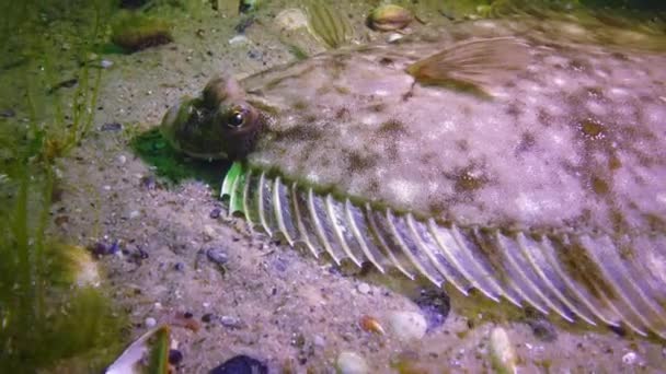 黑海的鱼 欧洲比目鱼 Platichthys Flesus — 图库视频影像