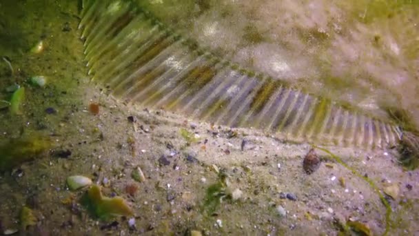 Fish Black Sea Lenguado Europeo Platichthys Flesus — Vídeo de stock