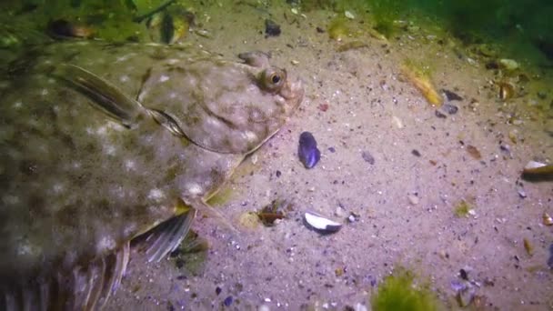 Fische Aus Dem Schwarzen Meer Europäische Flunder Platichthys Flesus — Stockvideo