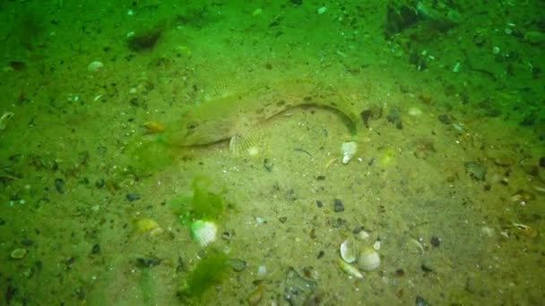 海水鱼皮鞭鰕虎鱼 Mesogobius Batrachocephalus 位于底部覆盖着贝壳 — 图库视频影像