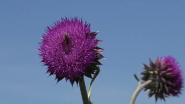 Karduus fındığı, devedikeni - ot, çiçeklerin üzerinde bir sürü farklı böcek var.
