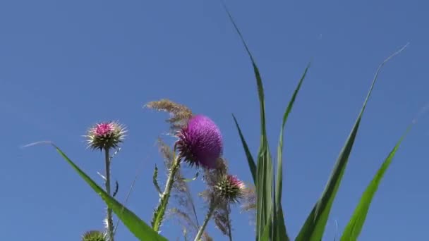 Carduus Nutans Cardo Che Annuisce Erbaccia Sui Cui Fiori Sono — Video Stock