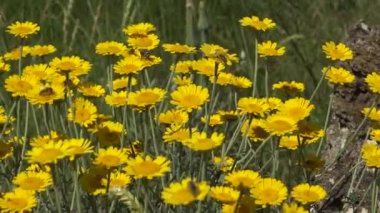 Hadzhibeysky Estuary, Ukrayna sahilinde yeşeren bozkır