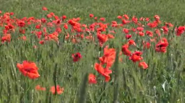 Papaver rhoeas, buğday tarlasında yetişen yabani gelincik