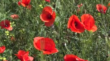 Papaver rhoeas, buğday tarlasında yetişen yabani gelincik