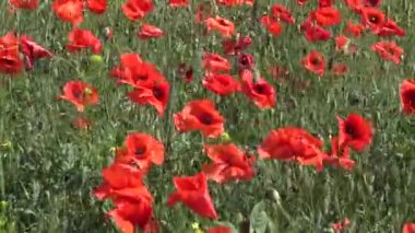 Papaver rhoeas, buğday tarlasında yetişen yabani gelincik