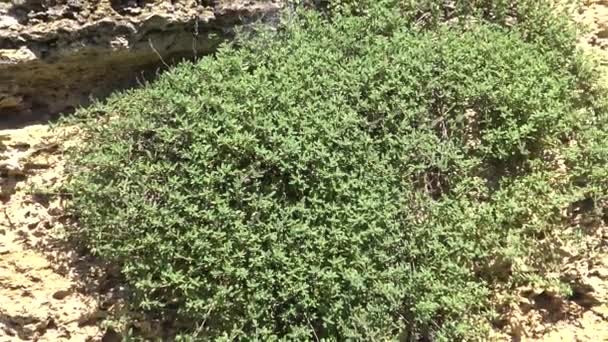 Una Planta Una Roca Orilla Del Estuario Hadzhibeysky Ucrania — Vídeo de stock