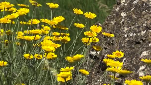 Estepe Florescente Costa Estuário Hadzhibeysky Ucrânia — Vídeo de Stock