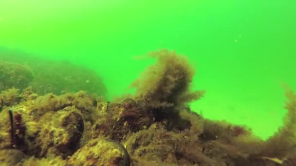 Hydroid Obelia 在水中摇摆 生长在黑海的一块石头上 — 图库视频影像