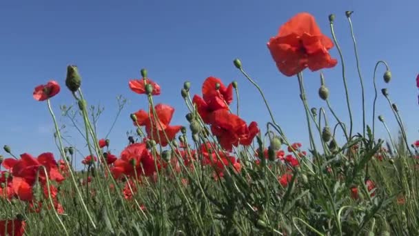 Papaver Rhoeas Wild Poppy Growing Wheat Field — Stock Video