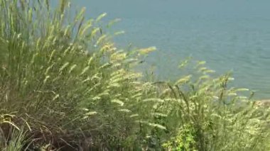 Calamagrostis epigeios, nehir kıyısındaki yabani otlar.