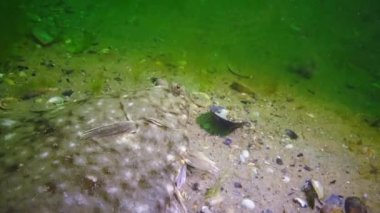 Karadeniz balık. Avrupa pisi balığı (Platichthys flesus)