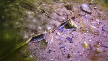 Karadeniz balık. Avrupa pisi balığı (Platichthys flesus)