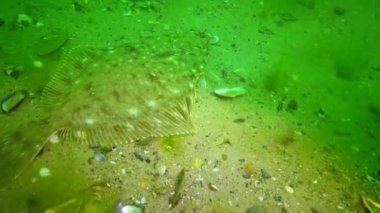 Karadeniz balık. Avrupa pisi balığı (Platichthys flesus)