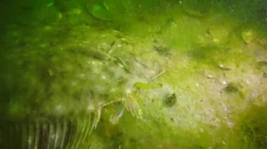 Karadeniz balık. Avrupa pisi balığı (Platichthys flesus)