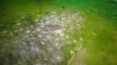 Karadeniz balık. Avrupa pisi balığı (Platichthys flesus)