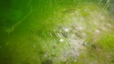 Karadeniz balık. Avrupa pisi balığı (Platichthys flesus)