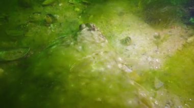 Karadeniz balık. Avrupa pisi balığı (Platichthys flesus)