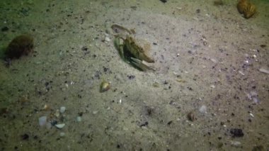 Karadeniz balık. Avrupa pisi balığı (Platichthys flesus)