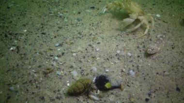 Karadeniz balık. Avrupa pisi balığı (Platichthys flesus)