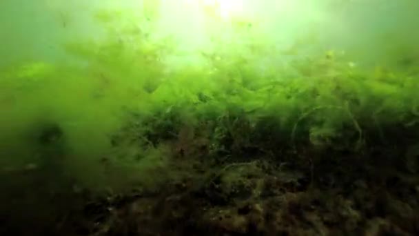 Зеленые Красные Водоросли Каменной Скале Волнения Море Черном Море Одесском — стоковое видео