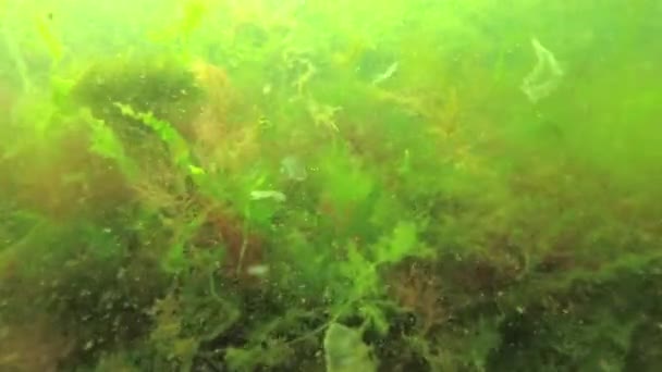 Broken Green Red Algae Bottom Swing Excitement Sea Black Sea — Stock Video