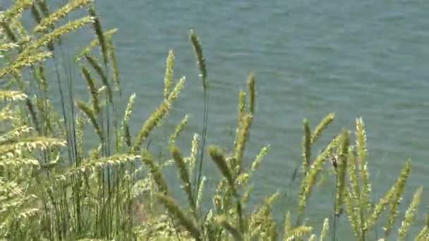 Calamagrostis Epigeios Wilde Gräser Ufer Der Mündung — Stockvideo