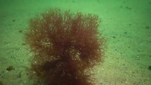 Ceramium Rubrum Alghe Sentono Sul Fondo Del Mar Nero — Video Stock