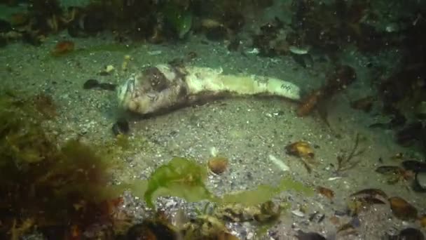 Νεκρό Ψάρι Γκόμπι Ψάρια Της Μαύρης Θάλασσας — Αρχείο Βίντεο