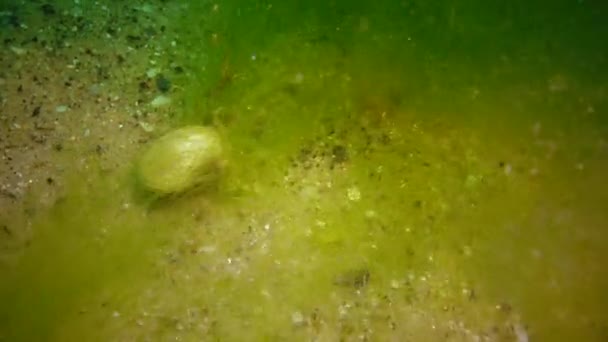 Algae Grew Shellfish Storm Tore Seaweed Pulls Clam Sand — Stock Video