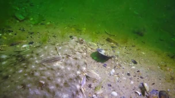 Poissons de la mer Noire. Plie rouge (Platichthys flesus) )