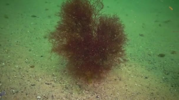 Ceramium Rubrum Algas São Ouvidas Fundo Mar Negro — Vídeo de Stock