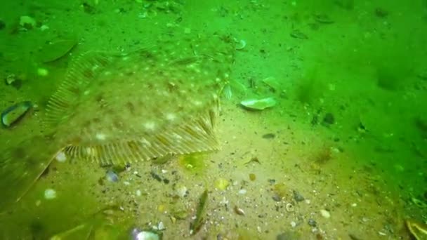 Poissons Mer Noire Plie Rouge Platichthys Flesus — Video