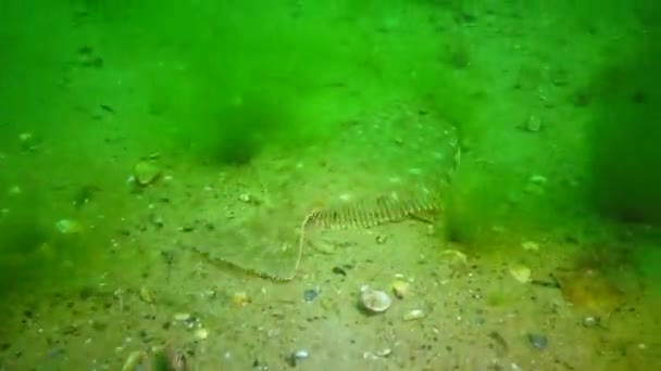 Ryby Pocházející Černého Moře Evropská Platýs Bradavičnatý Platichthys Flesus — Stock video