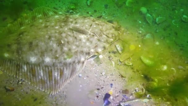 Fish Black Sea European Flounder Platichthys Flesus — Stock Video