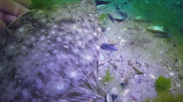 黒海の魚 欧州ヒラメ カレイ Flesus — ストック動画