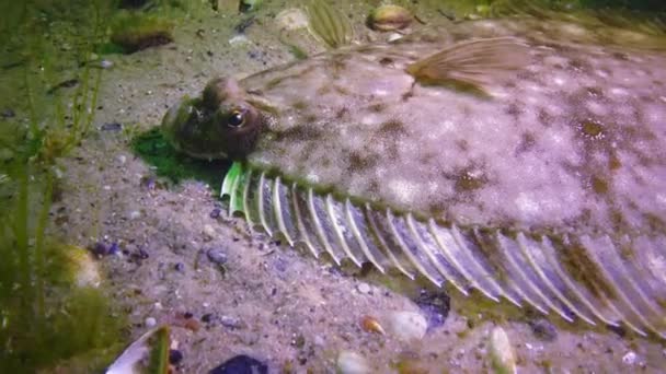 Peixe Mar Negro Solha Europeia Platichthys Flesus — Vídeo de Stock