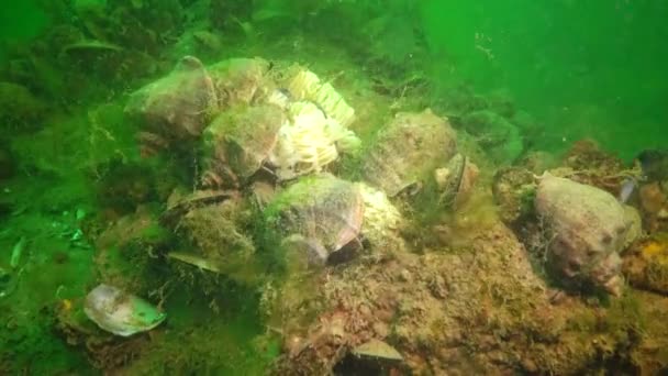 Peixe Mar Negro Solha Europeia Platichthys Flesus — Vídeo de Stock