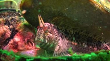 Karadeniz balık. Avrupa pisi balığı (Platichthys flesus)