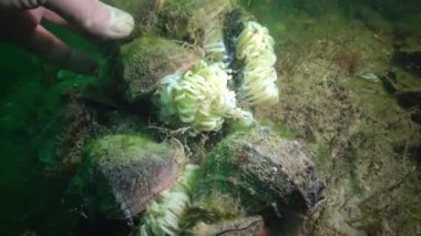 Karadeniz balık. Avrupa pisi balığı (Platichthys flesus)