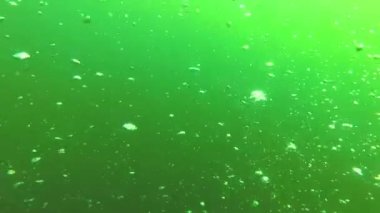 Karadeniz balık. Avrupa pisi balığı (Platichthys flesus)