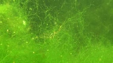 Karadeniz balık. Avrupa pisi balığı (Platichthys flesus)