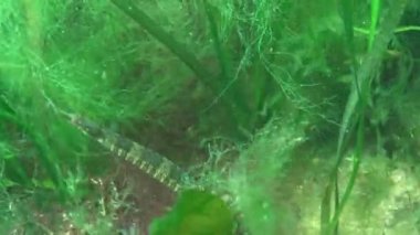 Karadeniz balık. Avrupa pisi balığı (Platichthys flesus)