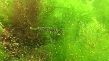 Karadeniz balık. Avrupa pisi balığı (Platichthys flesus)