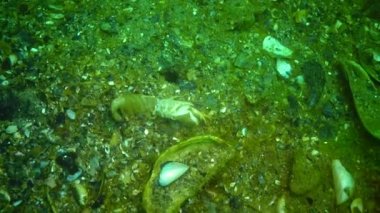 Karadeniz balık. Avrupa pisi balığı (Platichthys flesus)