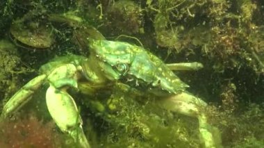 Karadeniz balık. Avrupa pisi balığı (Platichthys flesus)