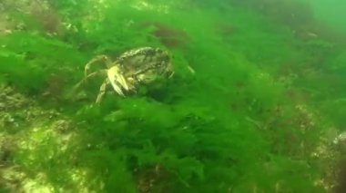 Karadeniz balık. Avrupa pisi balığı (Platichthys flesus)