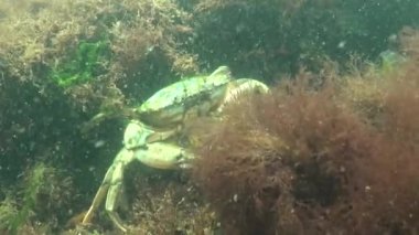 Karadeniz balık. Avrupa pisi balığı (Platichthys flesus)