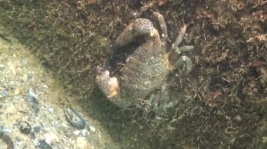 Karadeniz balık. Avrupa pisi balığı (Platichthys flesus)