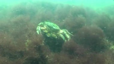 Karadeniz balık. Avrupa pisi balığı (Platichthys flesus)